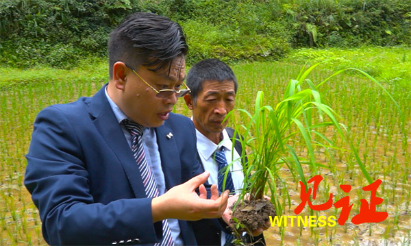   干田里长出“金饽饽”       和平稻农业种植有妙招