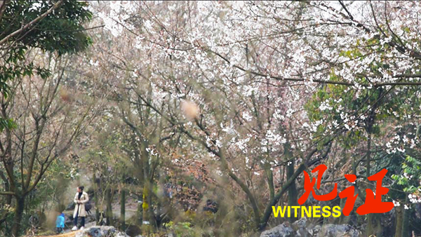 渝北区第五届樱花季开幕 万亩野生樱花争艳到5月